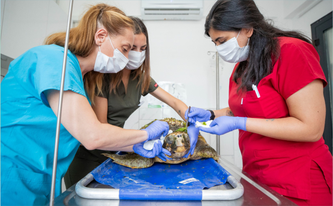 Körfez’deki yaralı Caretta caretta kurtarıldı