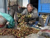 Aliağa'da Zeytin Hasadı... 