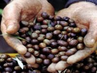 Sofralık Zeytin İhracatı Arttı 