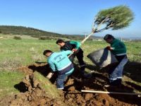 Aliağa Belediyesi Mezarlık Yolunu Ağaçlandırdı